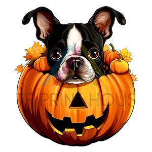 BOSTON TERRIER HALLOWEEN DTF TRANSFER